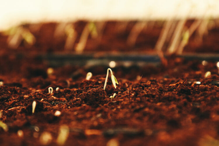 Start Growing: Sowing Seeds
